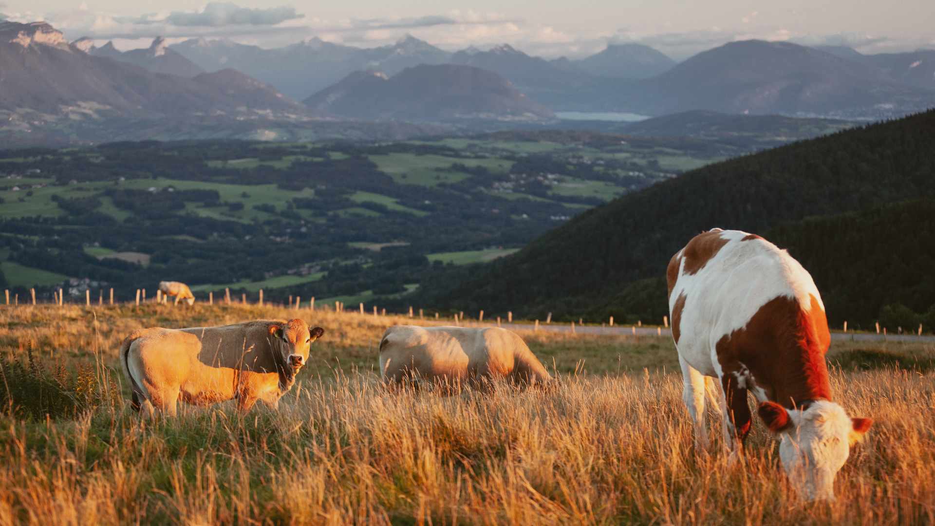 What Is Bovine Collagen Beyond Beauty Noble Origins what-is-bovine-collagen-beyond-beauty-noble-origins