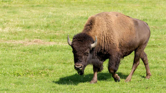 American Bison Facts: Exploring North America's Largest Mammal